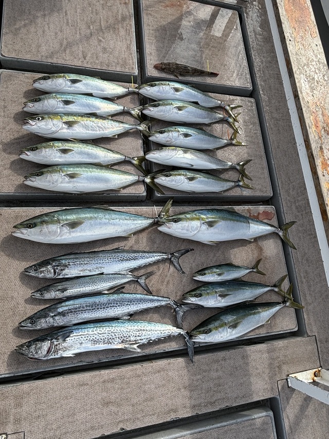 ブリ・ハマチ(ブリ)・サワラ・ヒラメ