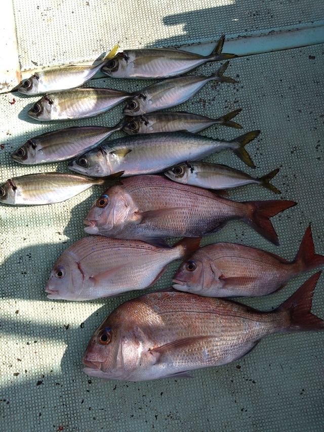 タイ(マダイ)・アジ(マアジ)・サバ(マサバ)