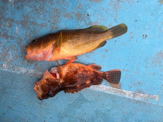 キジハタ・カサゴ