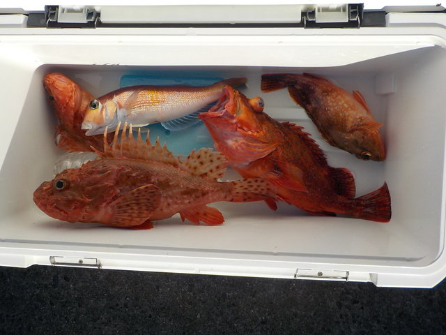 オニカサゴ・カンコ(ウッカリカサゴ)