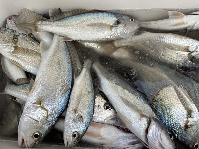 イシモチ(シログチ)