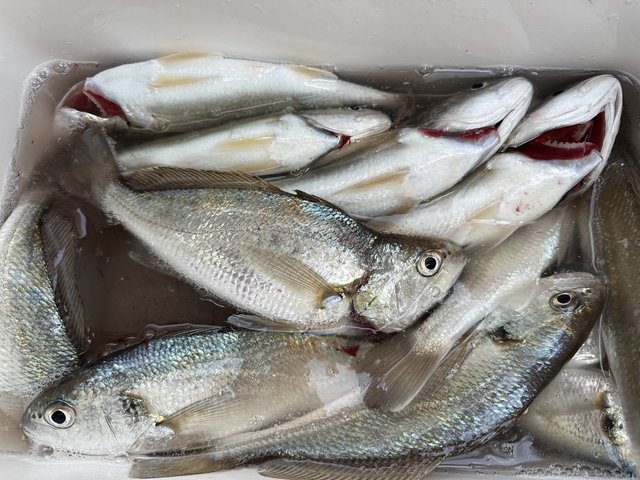 イシモチ(シログチ)