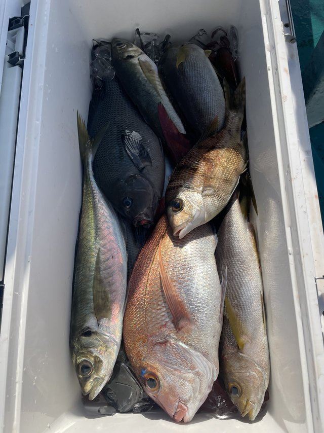 マダイ・グレ(メジナ)・メイチダイ