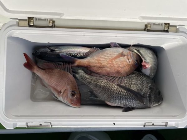 マダイ・クロダイ