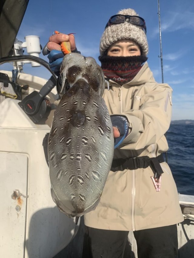 モンゴウイカ(カミナリイカ)