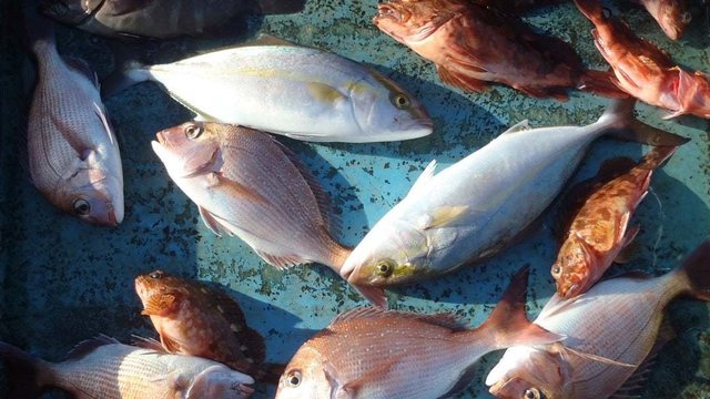 マダイ・マハタ・カンパチ・カサゴ