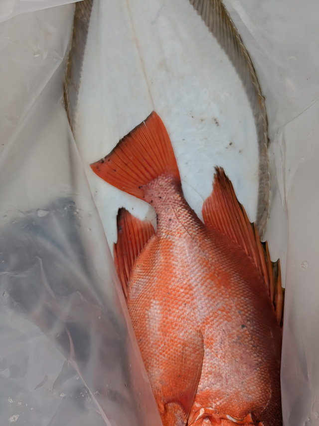 チカメ(チカメキントキ)・ヒラメ