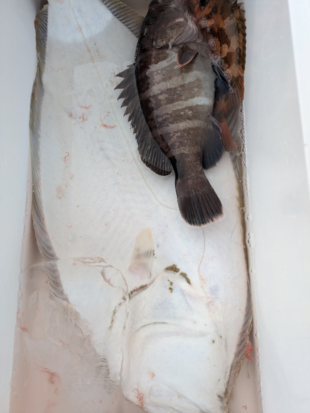 マハタ・ヒラメ