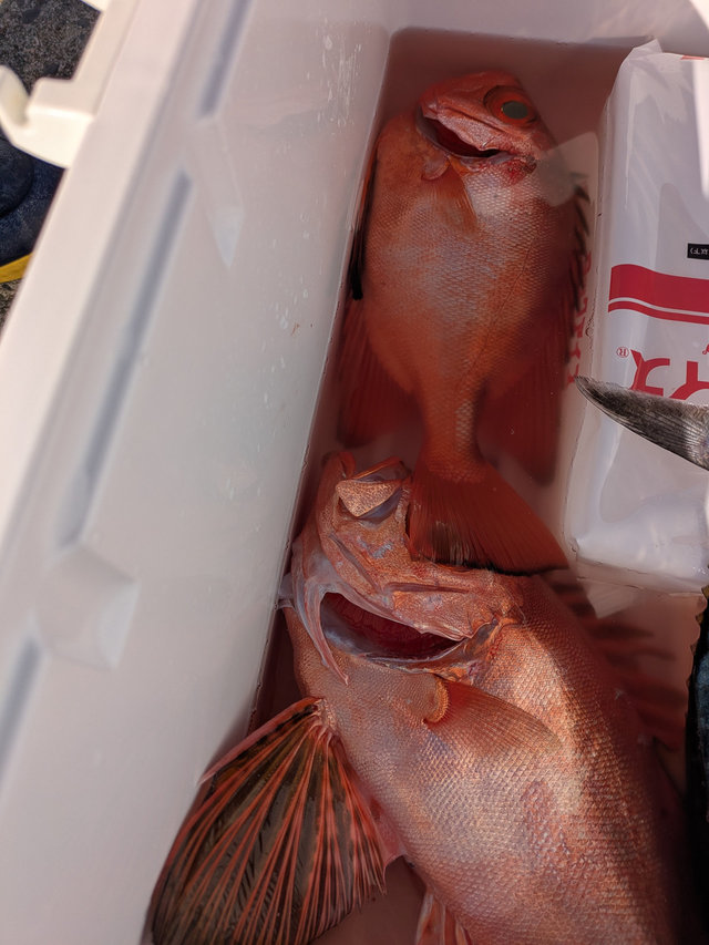 チカメ(チカメキントキ)