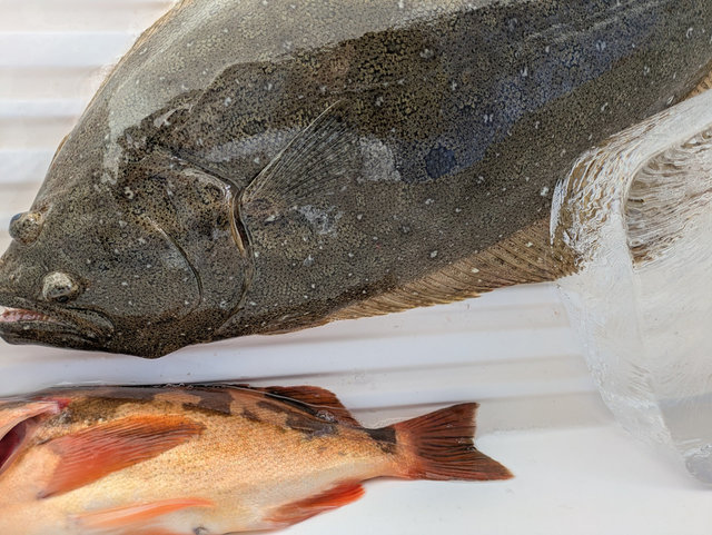 ウスメバル・ヒラメ