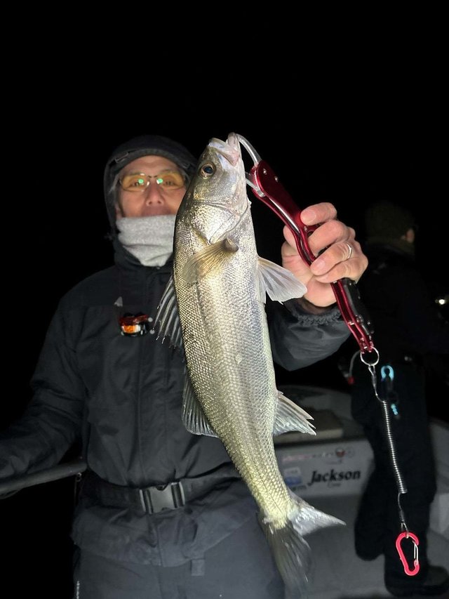 シーバス(スズキ)