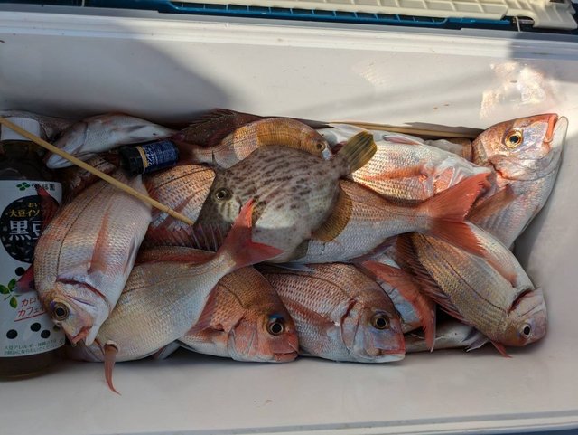 ハナダイ(チダイ)・ウマズラ(ウマヅラハギ)