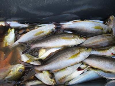 イサギ(イサキ)