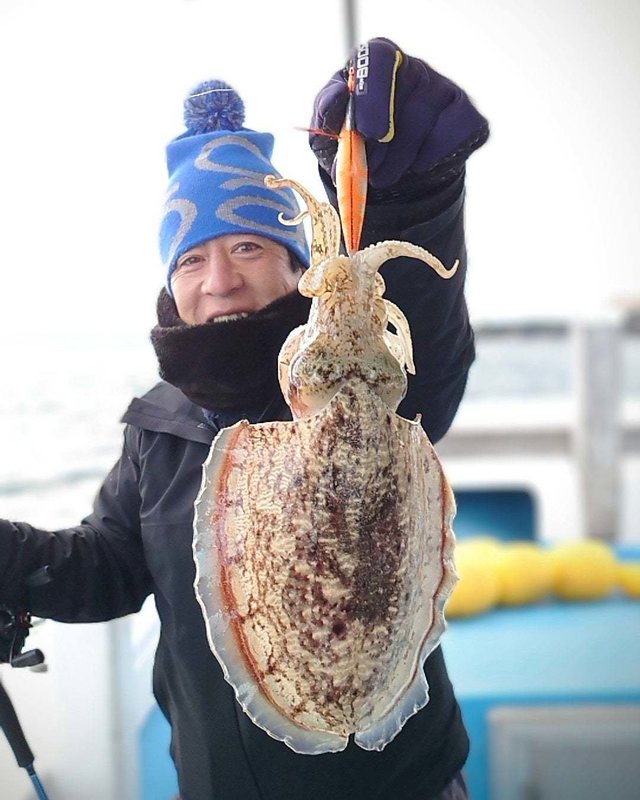 モンゴウイカ(カミナリイカ)