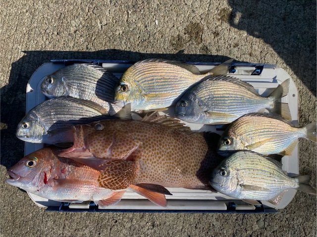 マダイ・ヘダイ・ハタ(マハタ)