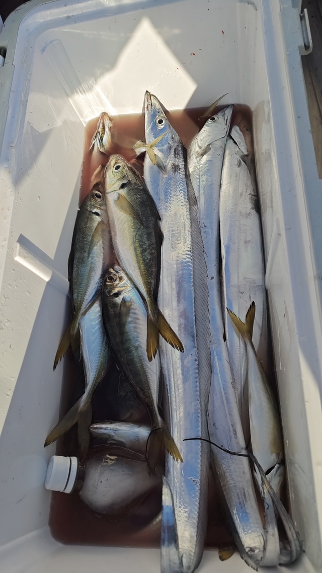 アジ(マアジ)・タチウオ