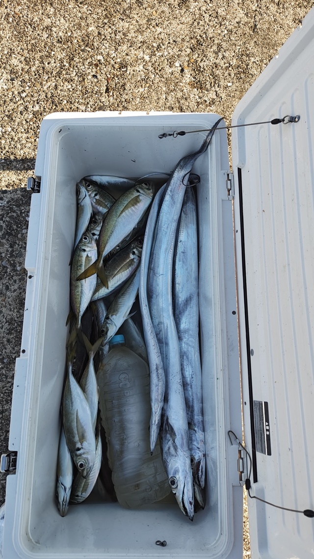 アジ(マアジ)・タチウオ