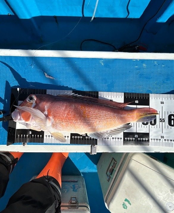 アマダイ(アカアマダイ)