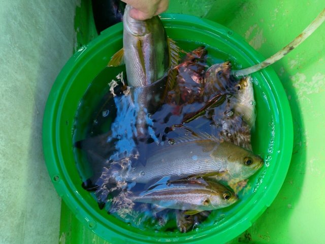 イサキ・カサゴ