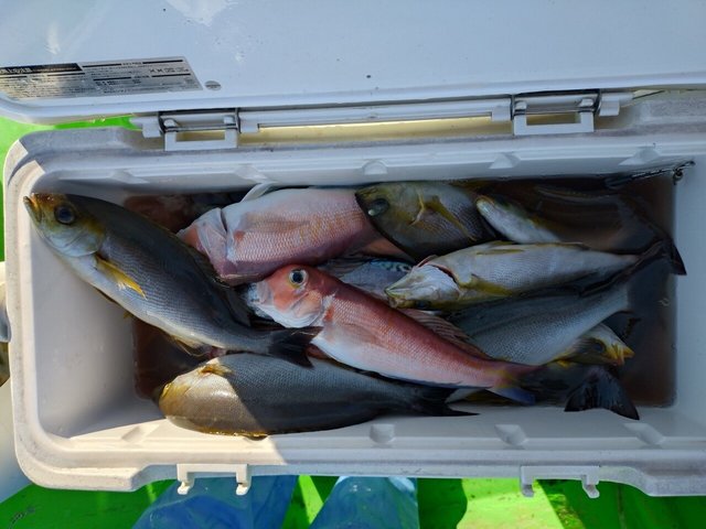 イサキ・アマダイ(アカアマダイ)