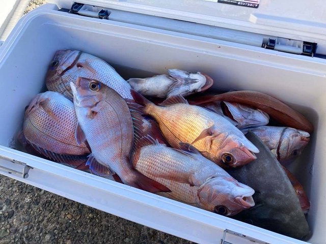 マダイ・ハナダイ(チダイ)・ウマヅラ(ウマヅラハギ)