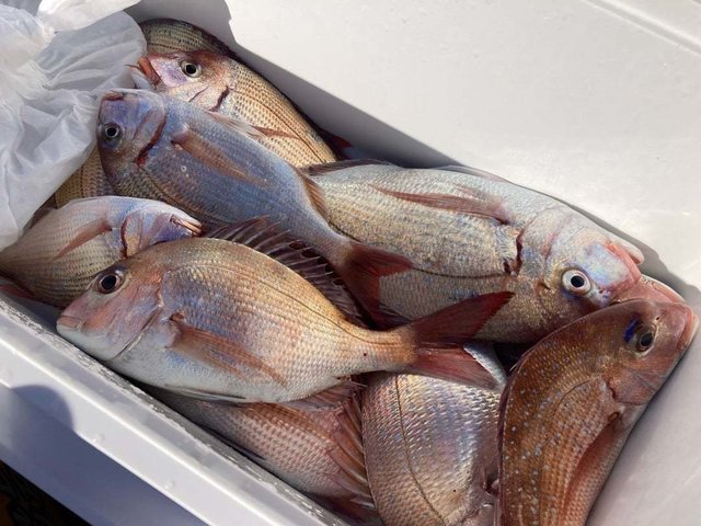 マダイ・ハナダイ(チダイ)