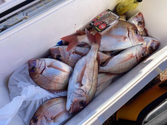 マダイ・ハナダイ(チダイ)