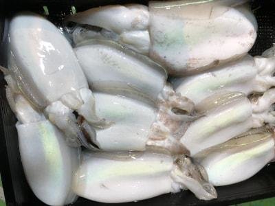 モンゴウイカ(カミナリイカ)