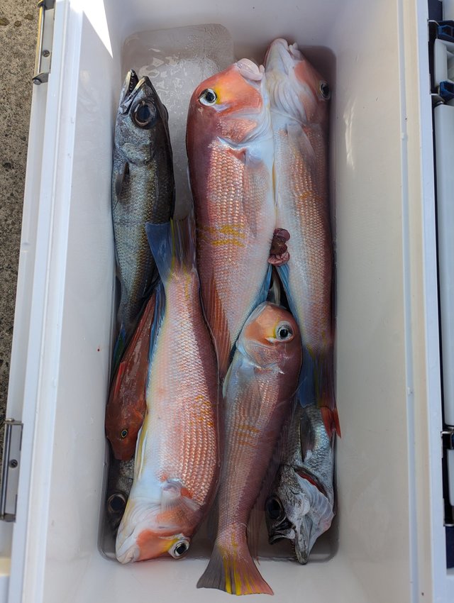 アカアマダイ・クロムツ