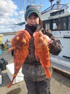 カンコ(ウッカリカサゴ)