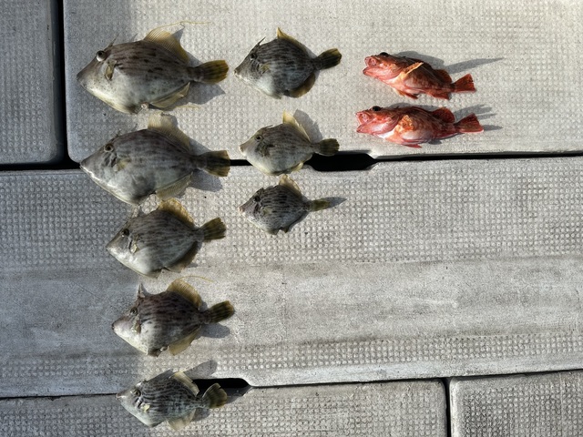 ガシラ(カサゴ)・カワハギ