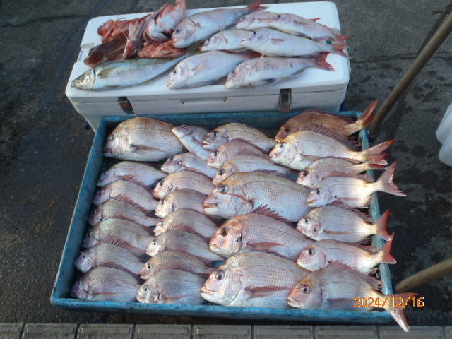 マダイ・アジ(マアジ)・カサゴ