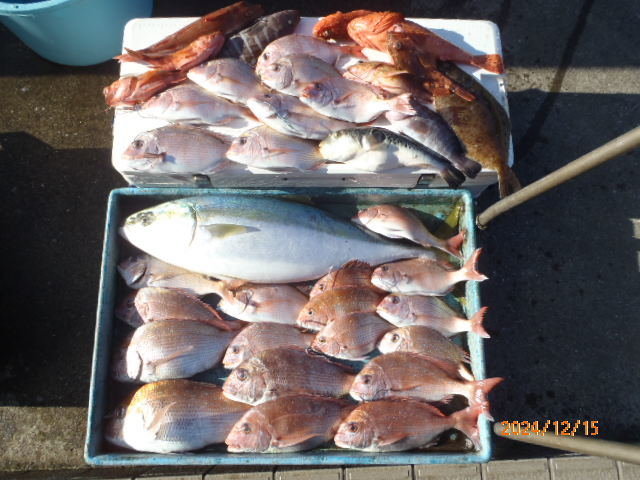 マダイ・マハタ・オニカサゴ・カサゴ