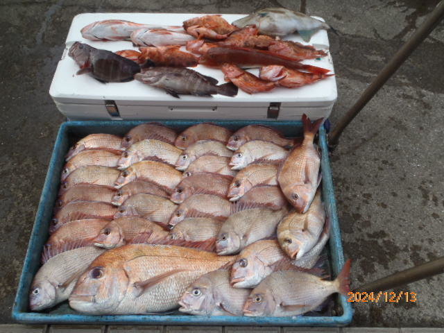 マダイ・マハタ・カサゴ・ホウボウ・ウマ(ウマヅラハギ)