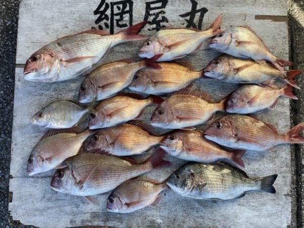 マダイ・クロダイ・カイワリ