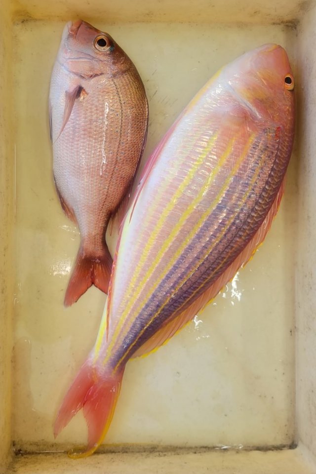 マダイ・イトヨリ(イトヨリダイ)