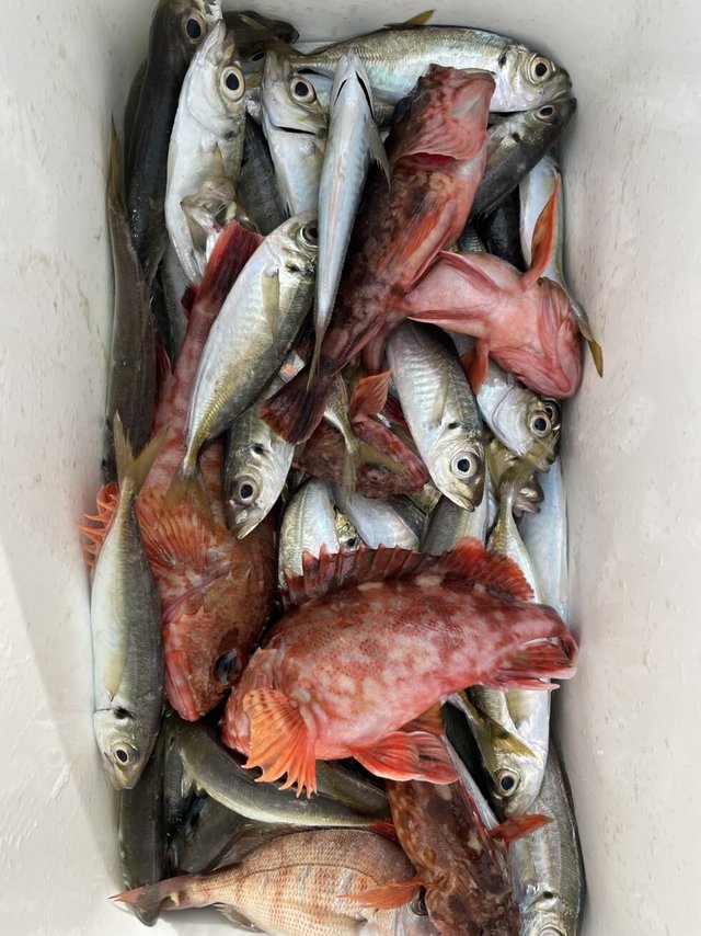 マダイ・アジ(マアジ)・カサゴ