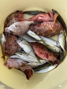 マダイ・アジ(マアジ)・カサゴ