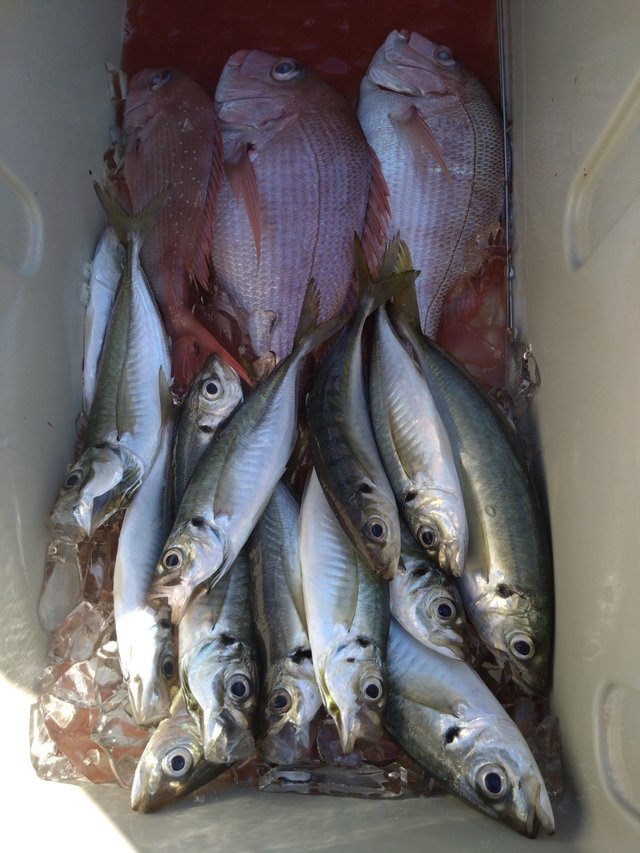 マダイ・アジ(マアジ)