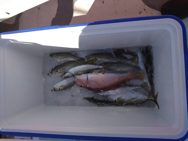 アジ(マアジ)・アマダイ(アカアマダイ)