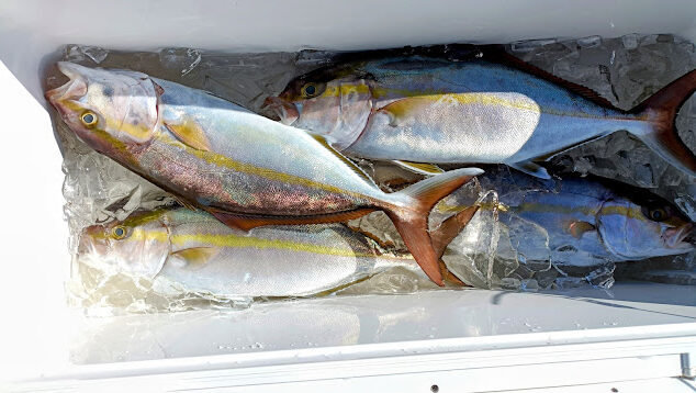 ネイリ(カンパチ)