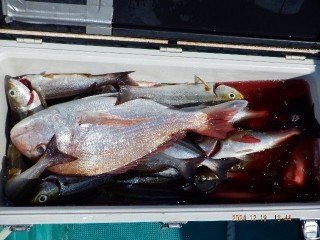 タイ(マダイ)・イサキ