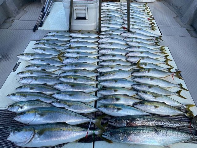 ハマチ(ブリ)・メジロ(ブリ)・サワラ