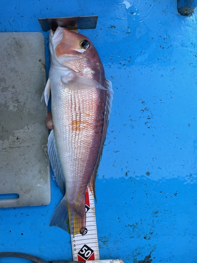 アマダイ(アカアマダイ)