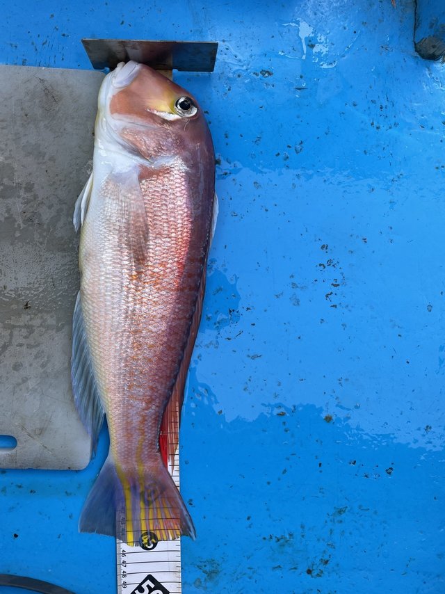 アマダイ(アカアマダイ)