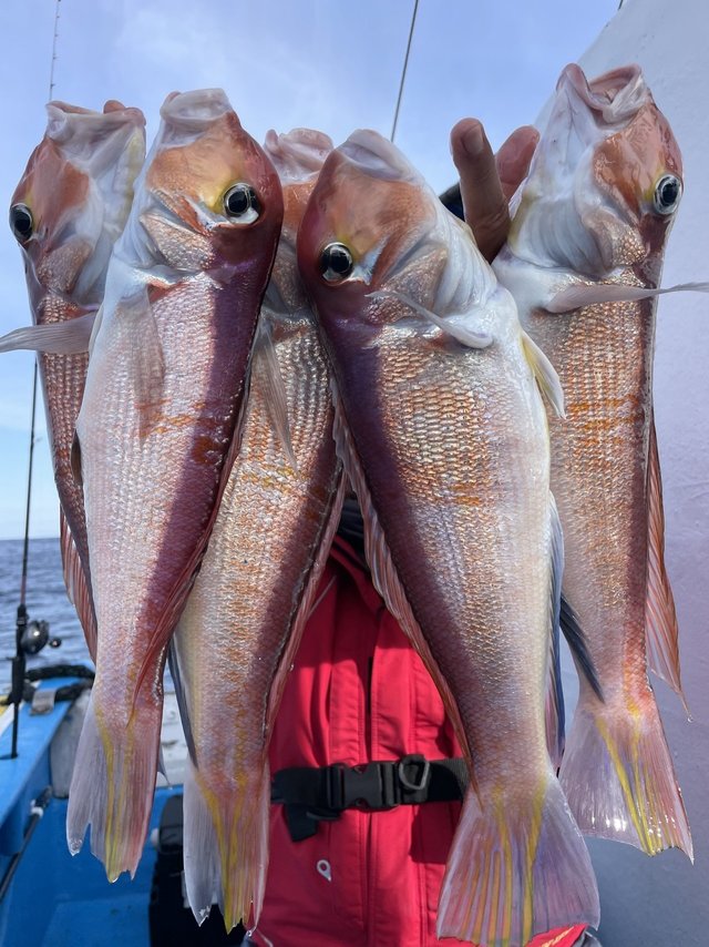 アマダイ(アカアマダイ)