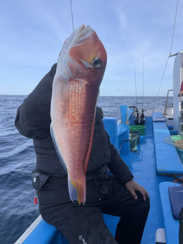 アマダイ(アカアマダイ)