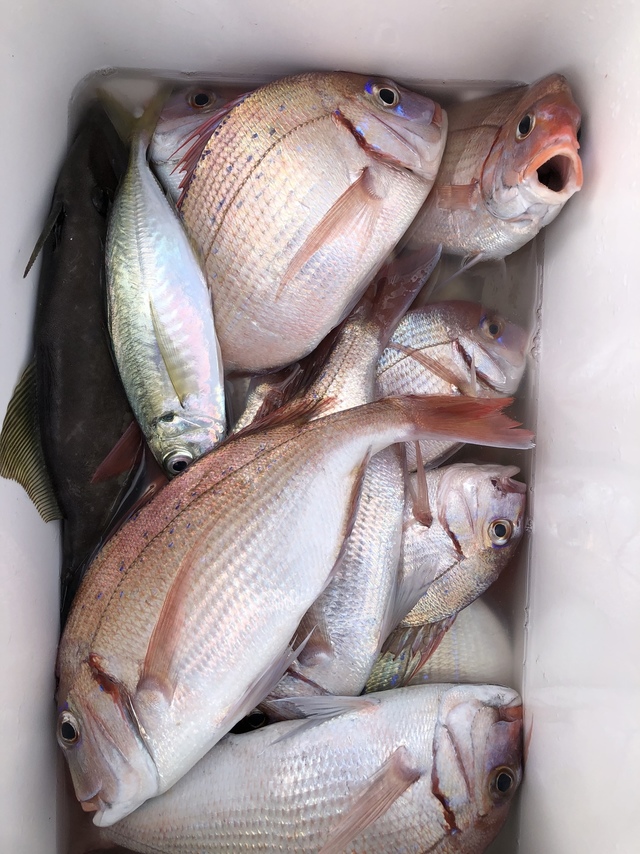 ハナダイ(チダイ)