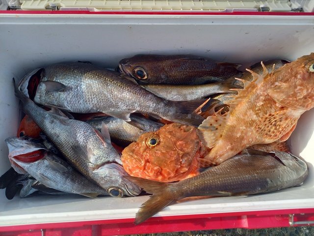 クロムツ・オニカサゴ