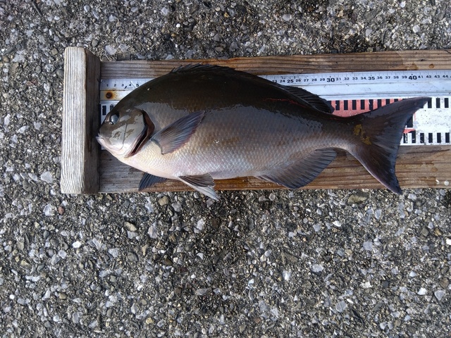 オナガグレ(クロメジナ)